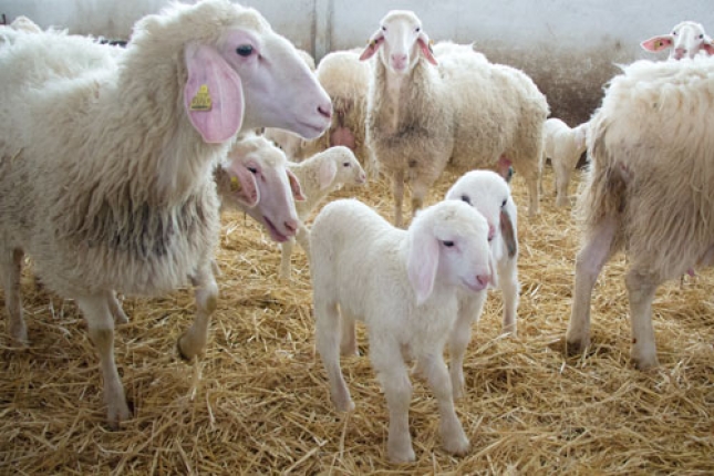 La inmunidad calostral es una de las claves para el xito de la reposicin en ovino de leche
