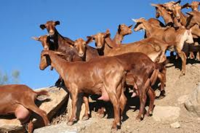 Murcia se consolida como regi�n con mejores precios de las seis m�s productoras de leche de cabra