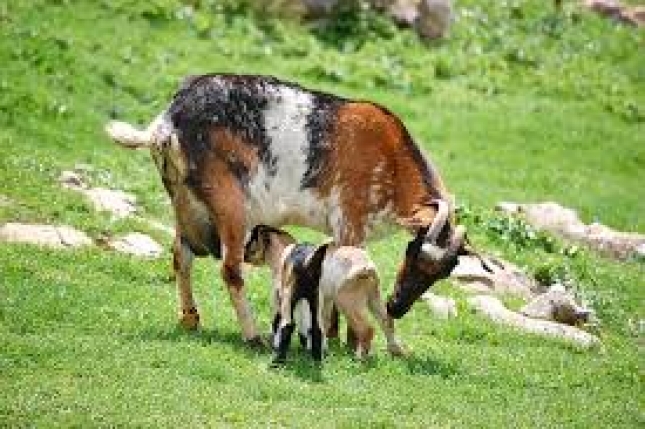 Aditivos en la dieta de las cabras en lactacin para reducir la aflatoxina en leche