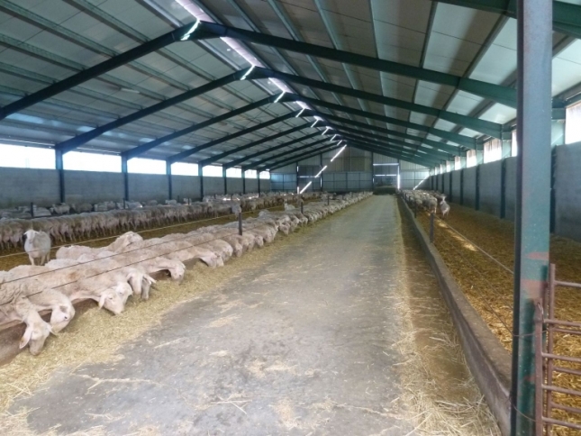 La leche de ovino y caprino gana protagonismo ante la produccin de carne de pequeos rumiantes