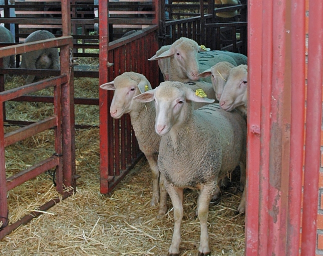 Oviaragn y UPRA del Grupo Pastores por una ganadera ovina ms viable y profesional.