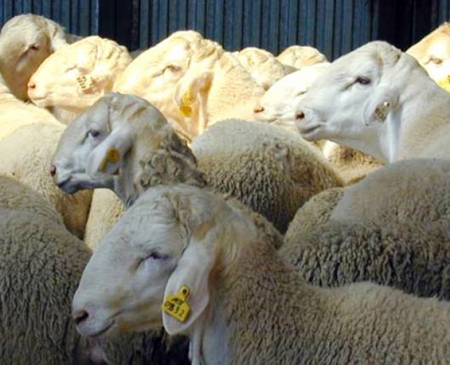 Los ndices de precios de Inlac para la leche de oveja marcan tendencias dispares en 2015