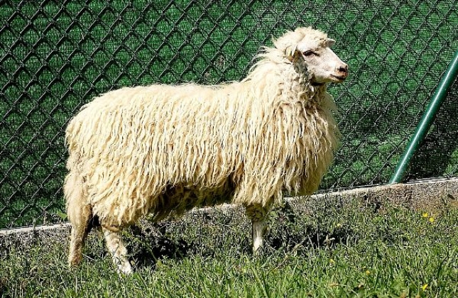 El territorio de las razas (XL): La ovella Galega se expande por toda su regin de origen.