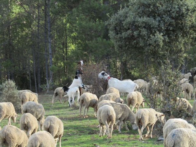 La leche de oveja apenas baja un 10% en Pas Vasco y Navarra, mientras cae ms del 20% en Castilla y Len o Extremadura.