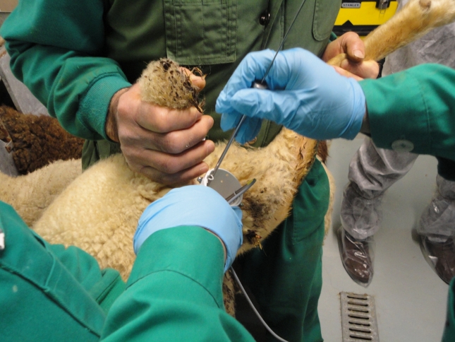 El FORO analiza los nuevos retos y normativas que afronta la profesin veterinaria