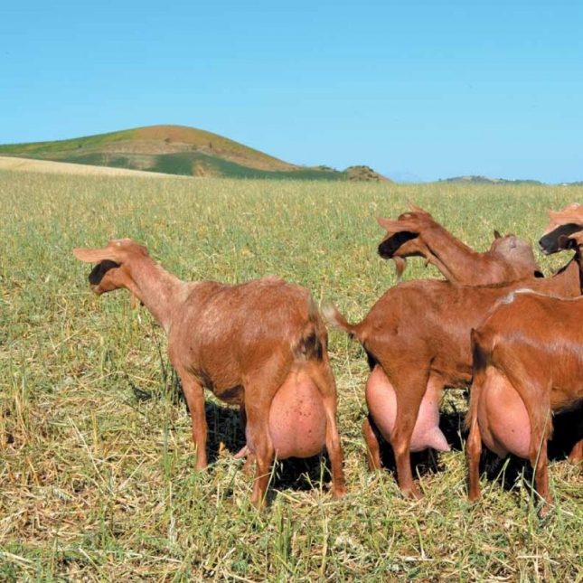 Los precios de la leche de cabra ponen en peligro las ganaderas en Andaluca