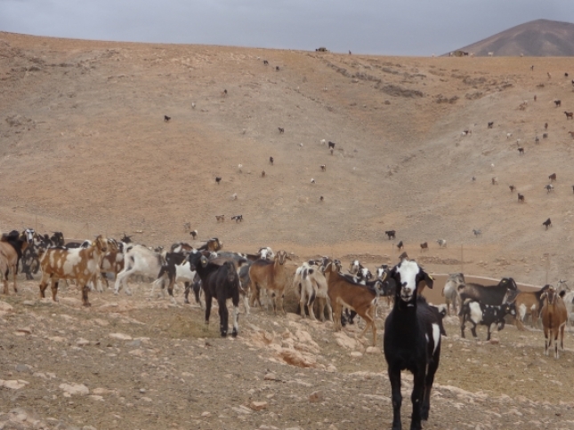 El Hierro publica en el BOP ayudas a la recra de ovino y caprino y para adquisicin de alimento para el ganado por 230.000 Euros