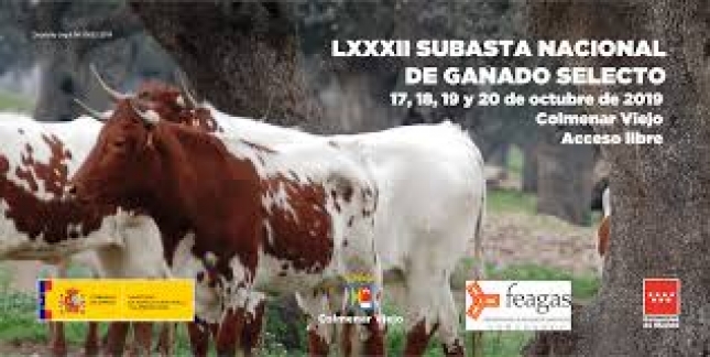 Colmenar Viejo celebra la LXXXII subasta nacional de ganado selecto y de raza pura este fin de semana