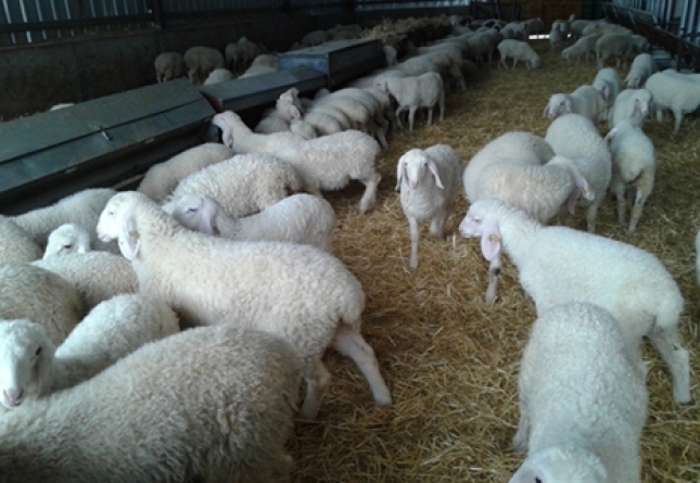 Aplicacin real de la reduccin de antibiticos en un cebadero de ganado ovino