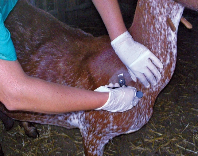 La efectividad de los tratamientos cortos de sincronizacin en ganado caprino