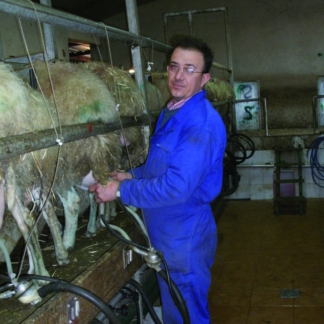 El nmero de ovejas en Control Lechero en Castilla y Len se mantiene por el tirn de Assaf