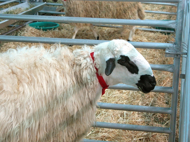 Descubren zonas del genoma de la oveja Churra que ofrecen resistencia a la mamitis