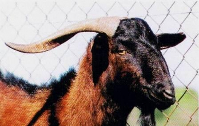 El territorio de las razas (XLVI): La cabra Mallorquina intenta subsistir con un censo limitado