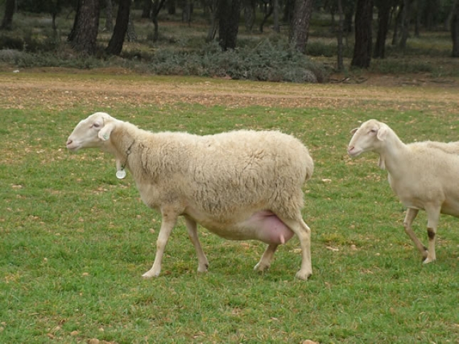 Caracterización de lesiones del virus maedi visna en la glándula mamaria de ovejas lecheras