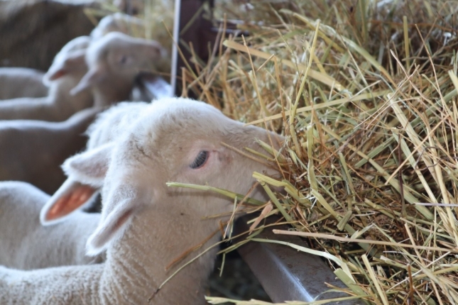 Efecto en la salud ruminal de la paja de trigo sarraceno como recurso forrajero en cebo de corderos