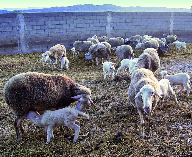 Las trombosis placentarias causan los abortos por toxoplasmosis en el ganado ovino