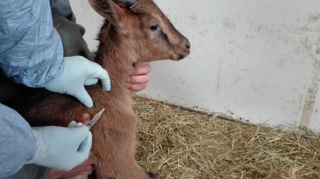 Espaa y Francia renuevan su protocolo de intercambio de animales de zonas con lengua azul