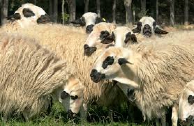 El uso responsable de antimicrobianos en ovino y caprino centra la jornada de Cobadu en Benavente