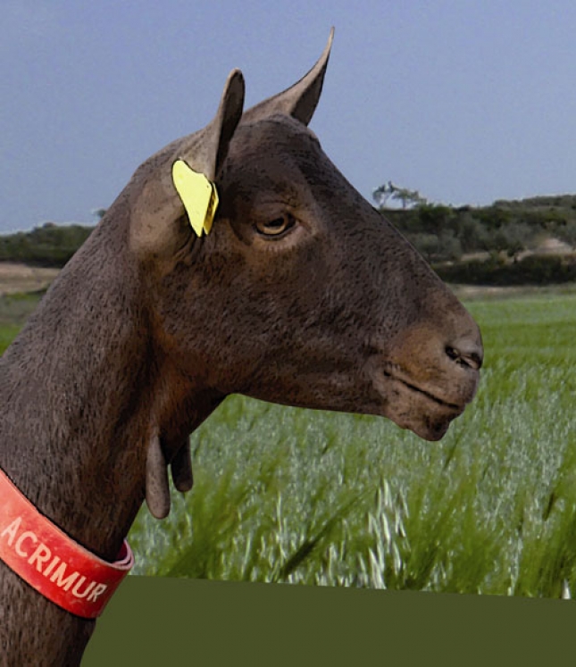 La industria quesera cree que habr aos de estabilidad en los precios de la leche de cabra