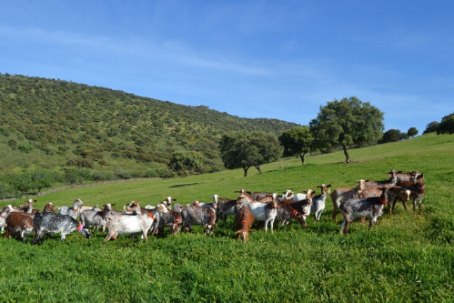 ANDALUCA DESARROLLA UN PLAN DE APOYO A LA SOSTENIBILIDAD DEL CAPRINO DE LECHE.