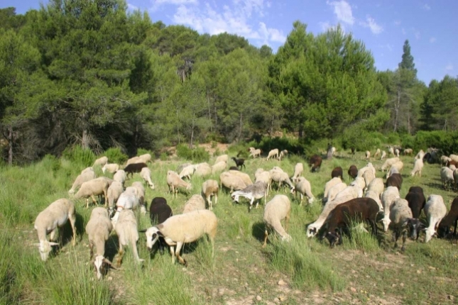 Castilla-La Mancha y Andaluca producen el 70% de la leche de oveja ecolgica en Espaa