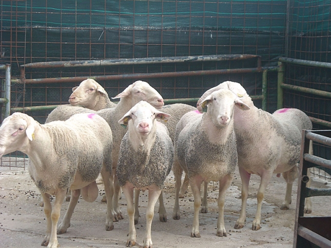Un 60% de las explotaciones de ovino presentan resistencias a los antihelmnticos