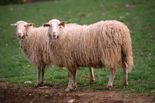 El BOE publica hoy el convenio de custodia gentica de la raza ovina Ansotano