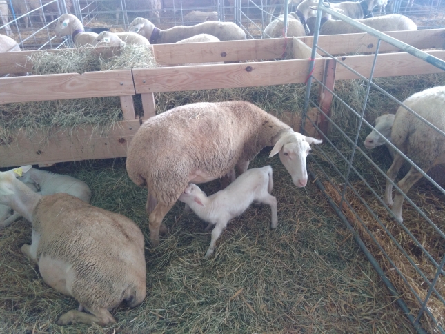 Analizan el destete tardo como herramienta para reducir el estrs fetal de los corderos