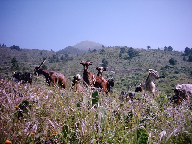 El ganado ovino y caprino los ms afectados por el incendio en la isla de Gran Canaria.
