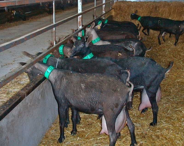 Ligero incremento del precio del pienso para caprino de leche en el mes de octubre