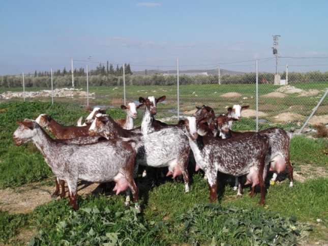 Mayo detiene los incrementos continuados en el precio de la leche de cabra en Andaluca