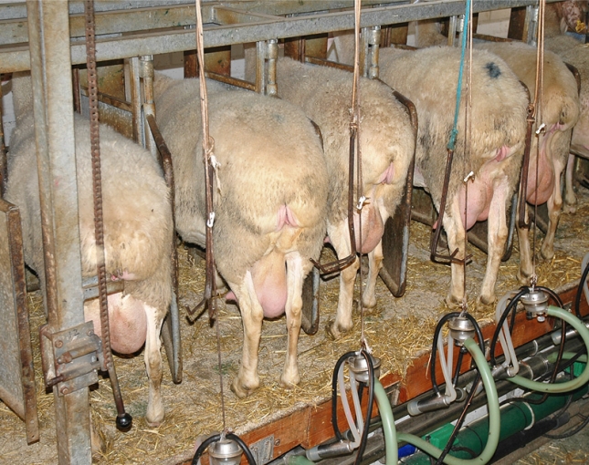Ya hay menos de 4.000 productores de leche de oveja en el territorio espaol