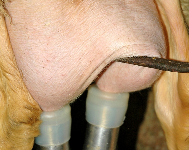 El sector del ovino lechero acumula dos meses seguidos de aumentos en la produccin