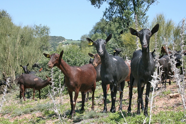 Las estadsticas de la Junta de Andaluca indican un aumento del 8,3% en la leche de cabra en 2017