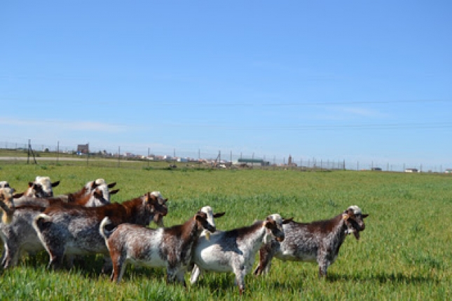 Los ganaderos salmantinos de caprino piden m�s control sobre la fauna silvestre en tuberculosis