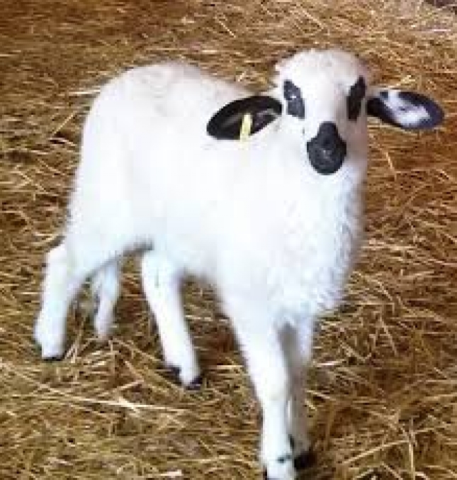 EL CORDERO ESPA�OL SE HACE UN HUECO EN EL MERCADO CHINO