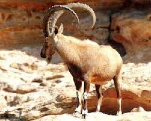 Alertan de la introduccin de cabra monts en Extremadura por su riesgo sanitario para el ganado