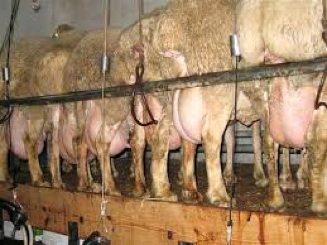 Los primeros resultados en ovino lechero indican un aumento de la mejora en un 20% con la genmica