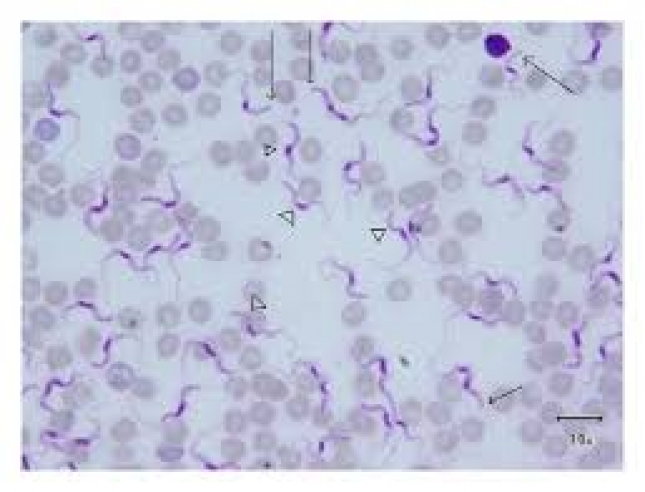 Avances en el estudio del origen y la epidemiologa del parsito Trypanosoma vivax