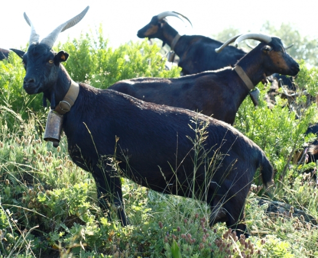 La cotizacin de la leche de cabra aumenta un 25,6% anual tras diecisis meses seguidos de subidas