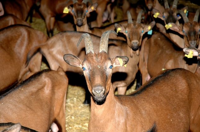 La leche de cabra en septiembre increment su precio en un 8,2% respecto a 2016