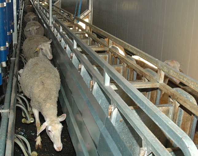 La demanda de Alemania y Rumana sita a 2019 como el ao rcord en exportacin de ovinos vivos
