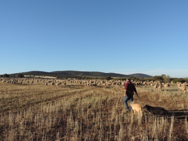La edad y el sistema de pastoreo influyen en la prevalencia de la anaplasmosis