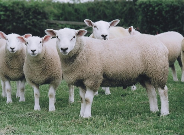 Argentina declara a la Patagonia libre de brucelosis ovina y caprina