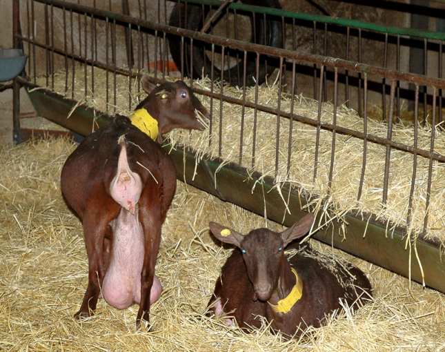 Los ganaderos andaluces piden que las cabras positivas a tuberculosis puedan ir a matadero