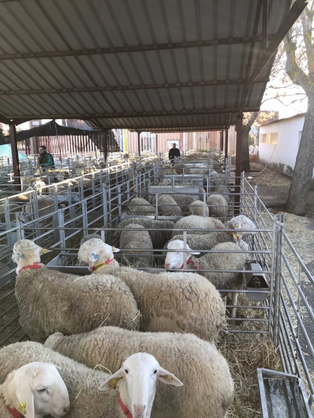 Se modera el descenso de ganaderos de ovino lechero en Espaa hasta el 5,4% interanual