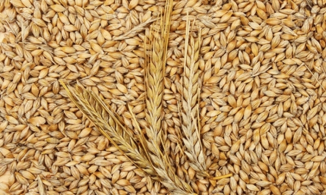 Se estabilizan el precio del trigo y la cebada en la lonja de Len