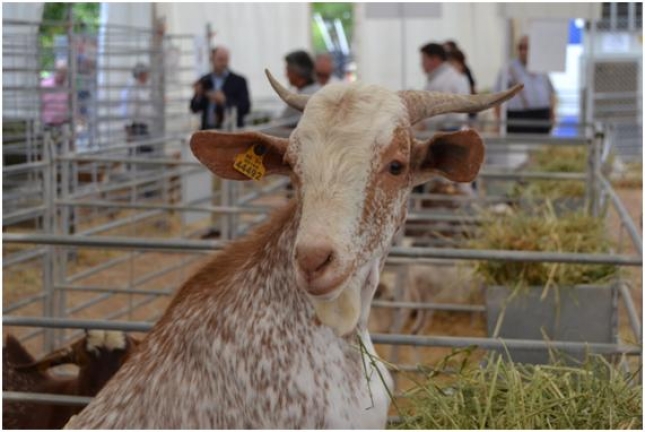 Arrancan los contactos en Andaluca para elevar el precio de la leche de cabra en el verano