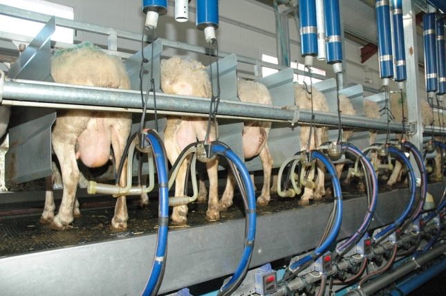 La leche de oveja vendida en Espaa bajo contrato aumenta un 50,2% interanual
