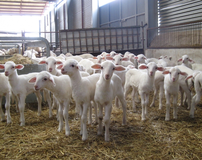La exportacin espaola de ovinos-caprinos en vivo y de su carne baja ms del 30%